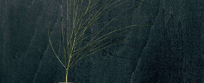 elitis-bois-sculpte-gouge